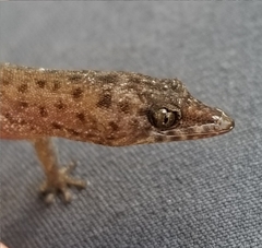 Sphaerodactylus corticola