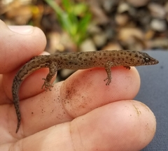 Sphaerodactylus corticola