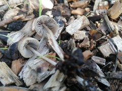 Mycena leptocephala