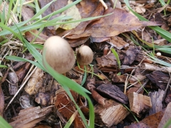 Mycena leptocephala