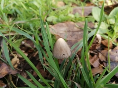 Mycena leptocephala