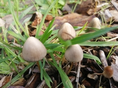 Mycena leptocephala