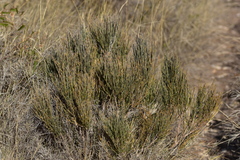 Ephedra major