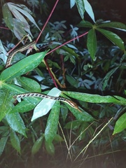 Dendrelaphis pictus