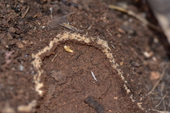 Atelurinae