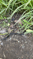 Atractus crassicaudatus