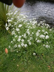Anthriscus sylvestris