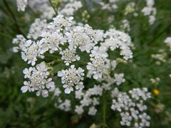 Anthriscus sylvestris