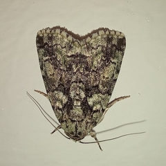 Blenina squamifera