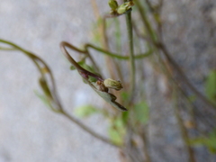 Cardamine corymbosa