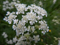 Anthriscus sylvestris