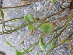 Cardamine corymbosa