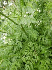 Anthriscus sylvestris