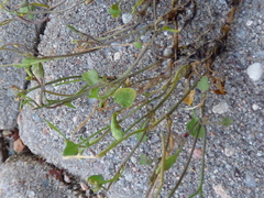 Cardamine corymbosa