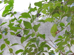 Aguna asander asander