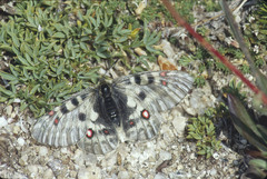 Parnassius smintheus