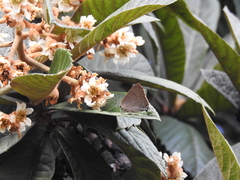 Parrhasius polibetes