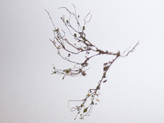 Cardamine corymbosa