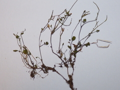 Cardamine corymbosa