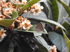 Parrhasius polibetes