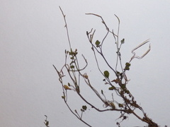 Cardamine corymbosa