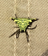 Micrathena lucasi