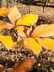Fagus