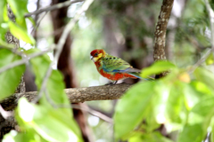 Platycercus icterotis