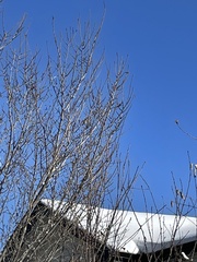 Poecile atricapillus