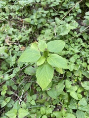 Acalypha