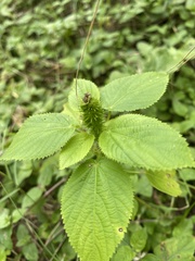 Acalypha