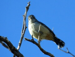 Thamnophilus caerulescens