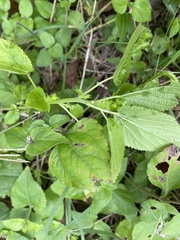 Acalypha