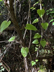 Dioscorea floridana