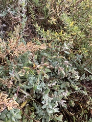 Atriplex watsonii