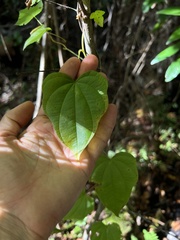 Dioscorea floridana