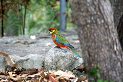 Platycercus icterotis