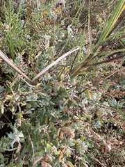 Atriplex watsonii