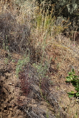 Heterotheca villosa