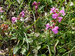 Pedicularis rostratocapitata
