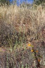 Heterotheca villosa