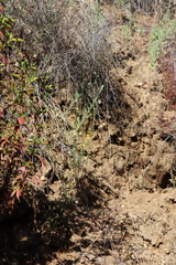 Heterotheca villosa