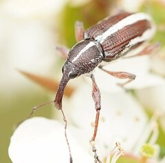 Aoplocnemis suturalis