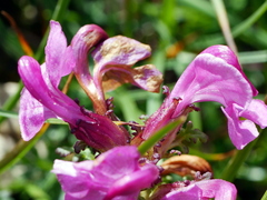 Pedicularis rostratocapitata