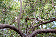 Platycercus icterotis