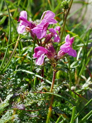 Pedicularis rostratocapitata
