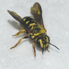 Dianthidium curvatum