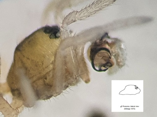 Hypsocephalus pusillus