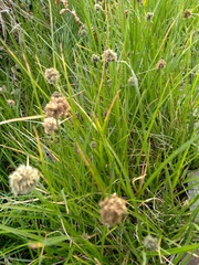 Calliscirpus