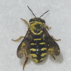 Dianthidium curvatum